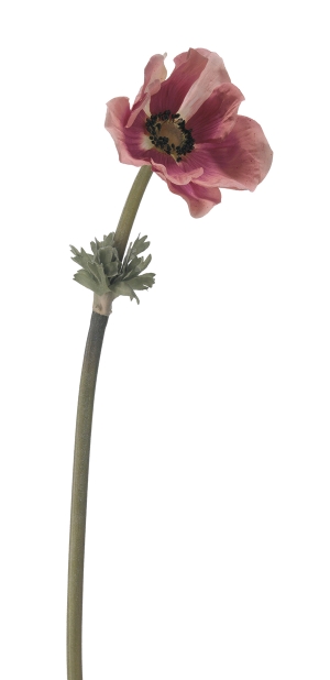 Euroflor | 49967.02 ANEMONE  H60cm Euroflor