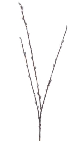 Euroflor | 54148 PUSSY WILLOW SPRAY Euroflor