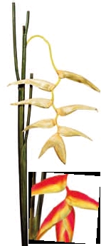 Euroflor | 51706.02 HELICONIA  H132cm Euroflor