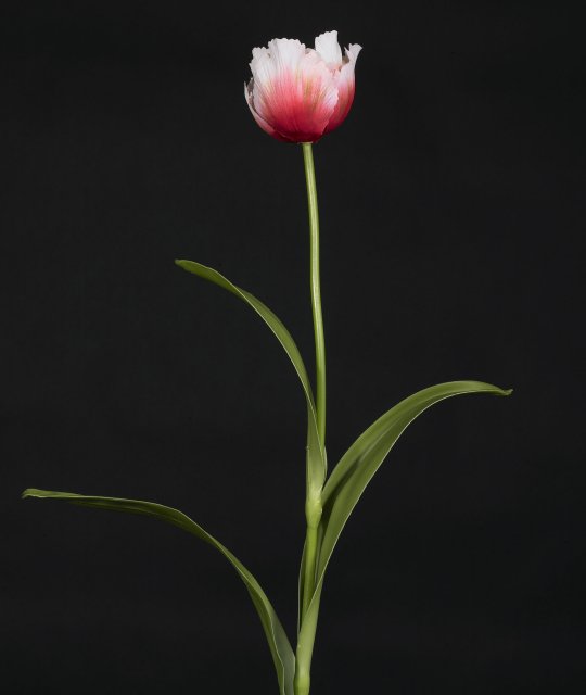!!!A | 1001432.33 DOUBLE TULIP POLIEST. CM 55 COL. ROSA  