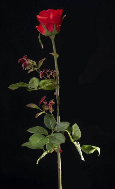 !!!A | 1001462.30 ROSA AMALIA CONF. 12 PZ (6+6 MIX IN
BOX) CM 60 COL.ROSSO  
