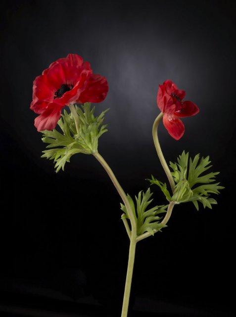 !!!A | 1001479.30 ANEMONE X 2 POLIEST. CM 43 COL. ROSSO  