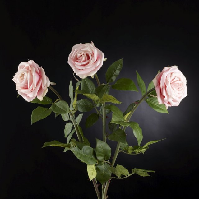 !!!A | 1001503.33 ROSA FRAGRANZA CONF. 12 PZ ( 4+4+4
MIX IN BOX) COL.ROSA  