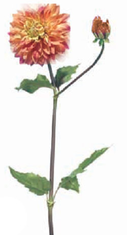 Euroflor | 59502   SORBET DAHLIA Euroflor