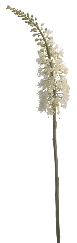 Euroflor | 50138 EREMURUS L90sm Euroflor