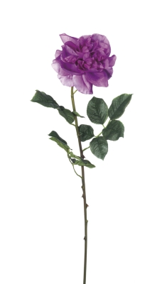 Euroflor | 58413.01 purpura EQUADOR ROSE STEM H80cm Euroflor