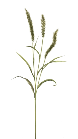 Euroflor | 59049 Sorghum spray crema Euroflor